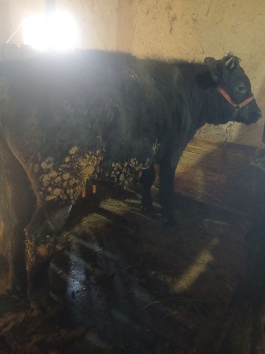 Семіз бука сатылады