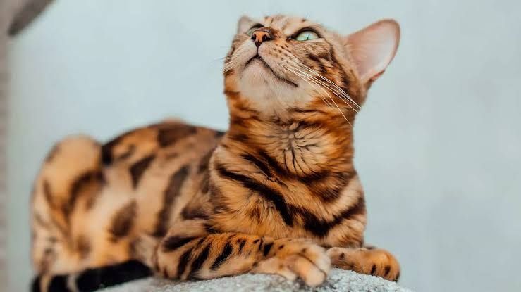 Бенгалка с документами