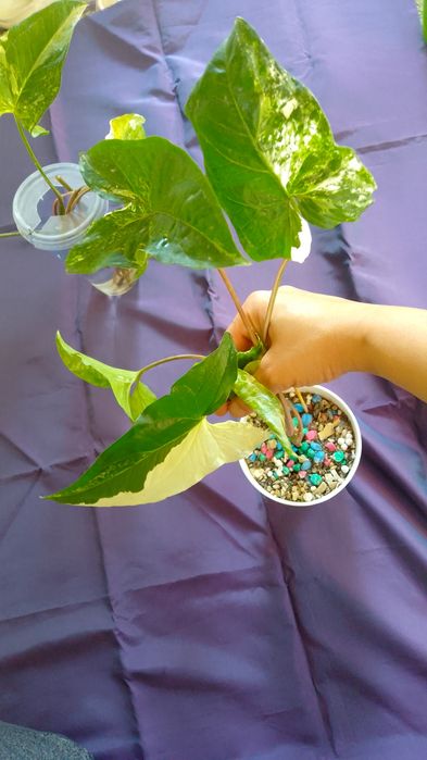 Обмен комнатных цветов.