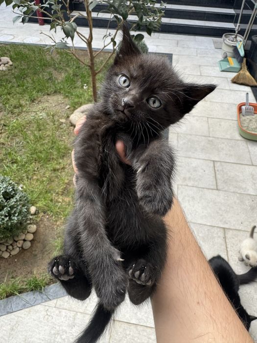 Отдам даром бомбейских новорожденных котят