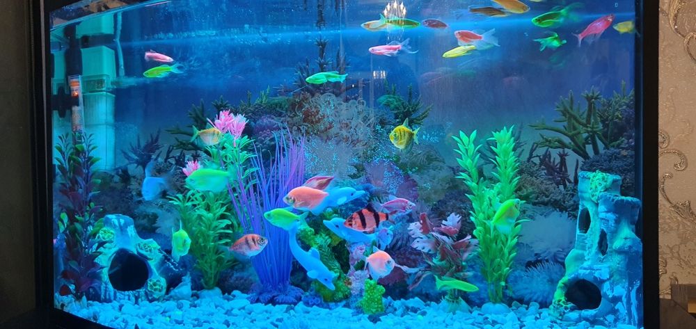 Akvarium baliqlari bilan sotiladi. Yengi. Holati zor.