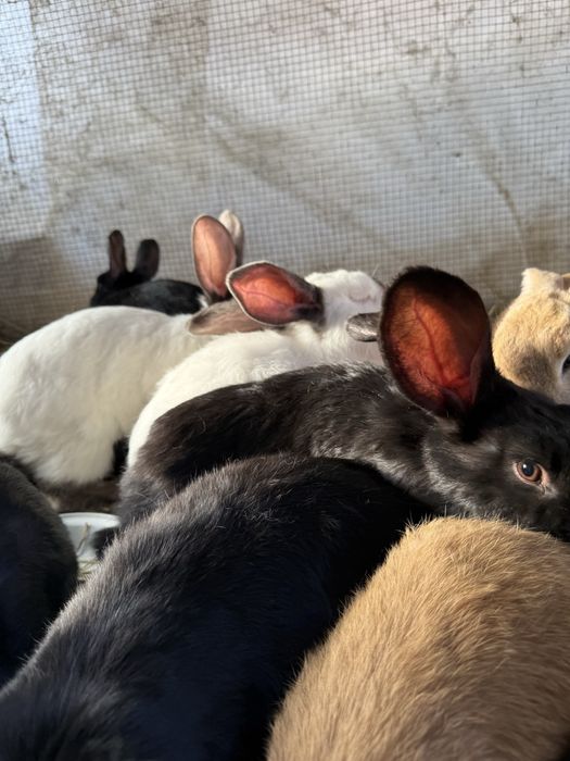 Vand iepurasi si iepuri adulti