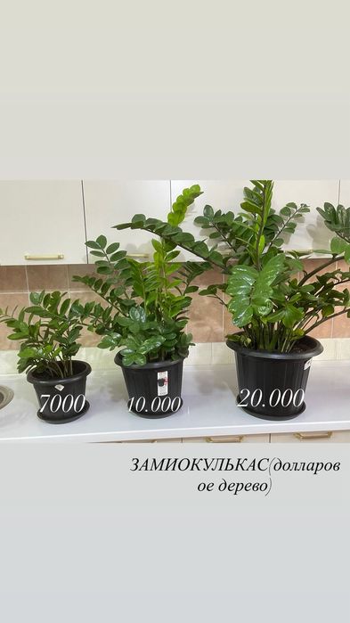 Комнатные растения