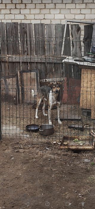 Собаку отдам бесплатно
