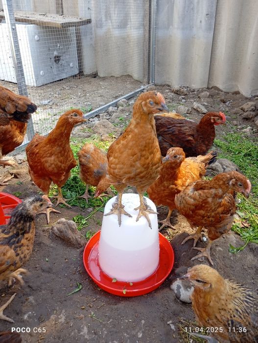 Цыплята корейская несушка Хан Хяп