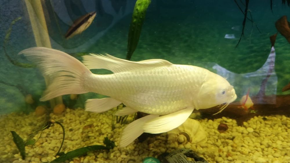 Продам рыбки комета кои.