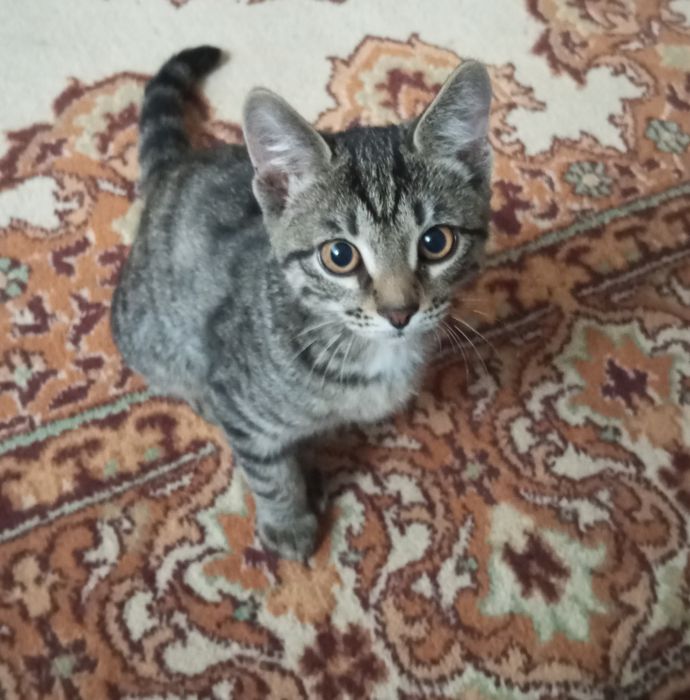 Отдам котенка мальчика