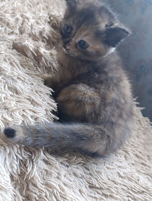 Отдам котят в хорошие руки