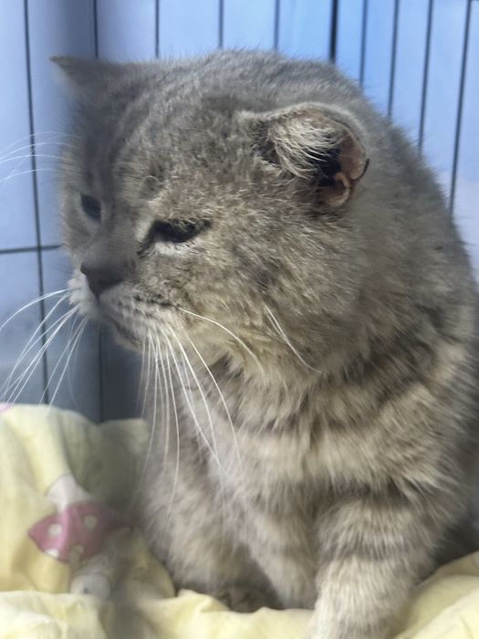 Кот Моисей ищет дом