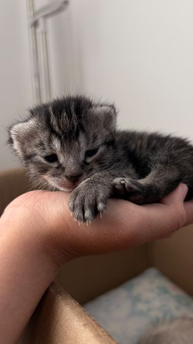 Кошка с котенками