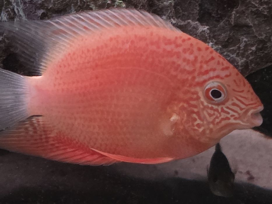 Северум красноточечный, 10см.