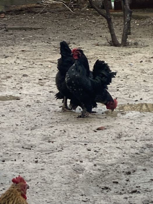 Японский петух еще молодой