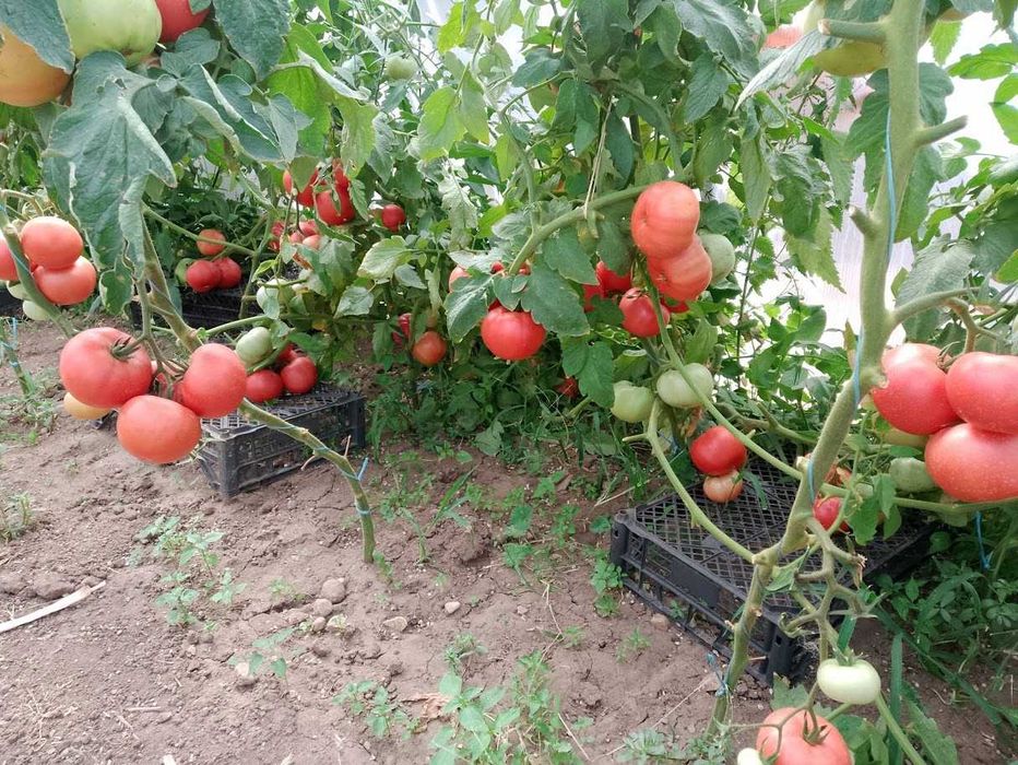Продавам селски розови домати краставици пресни зеленчуци - София , с. Бусманци - само на място