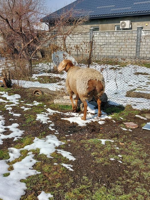 Кочкор два года пять месяц