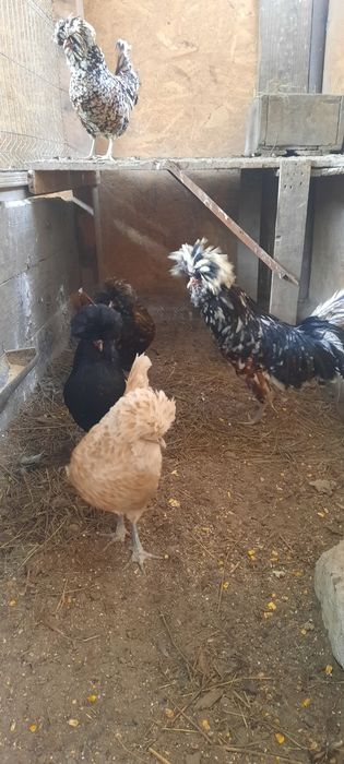 Pasari și  ouă incubat paduana și motata olandeza