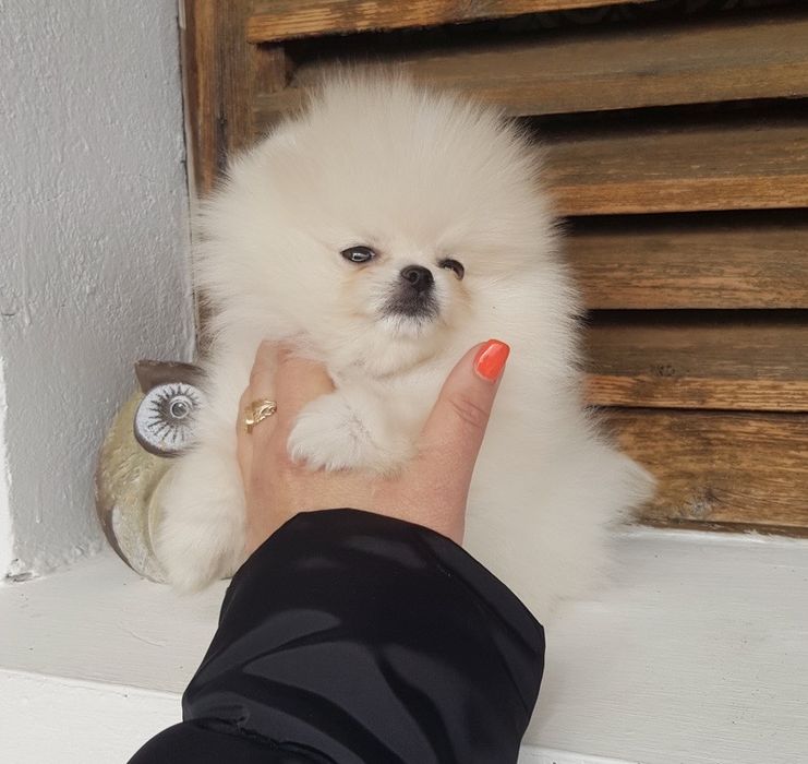 Померани момиче и момче