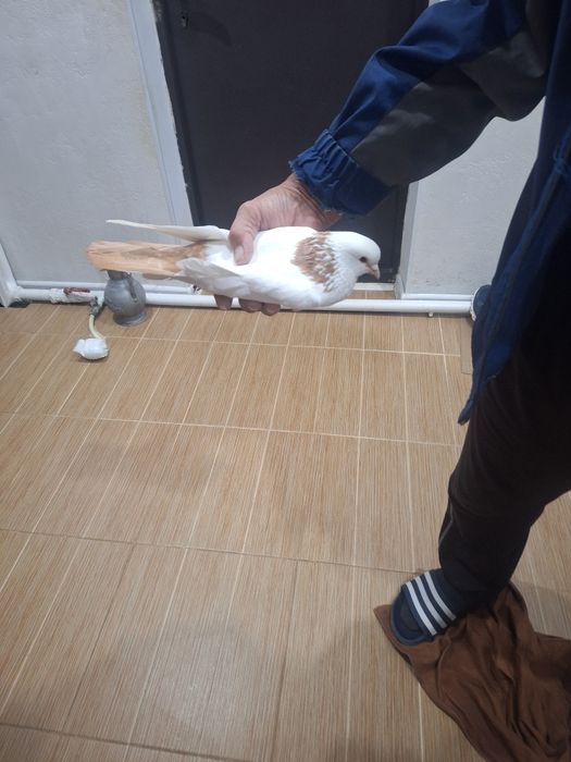 Продаётся голубь