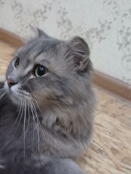 Mushug scottish fold