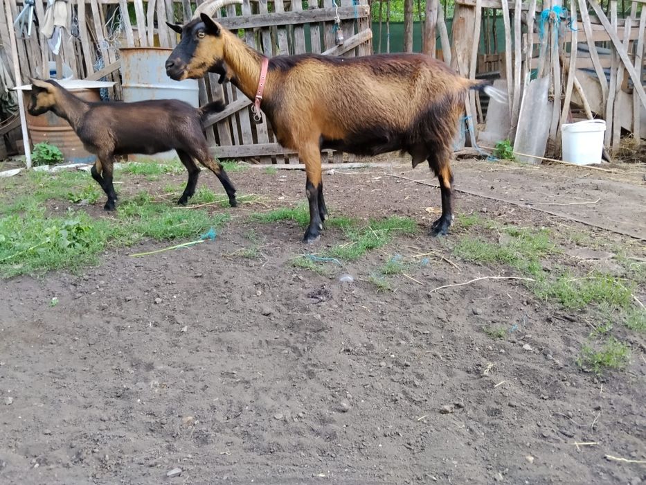 Vand  iadă alpin francez.