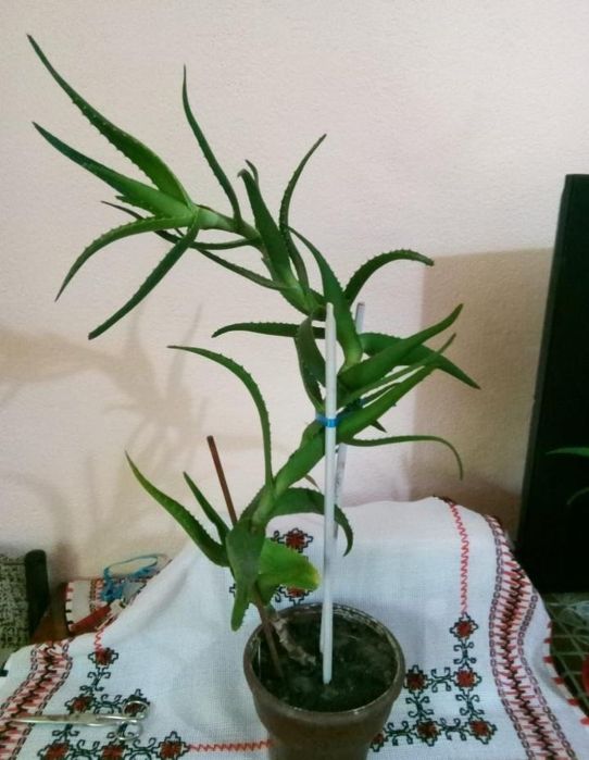 Planta aloe Vera
