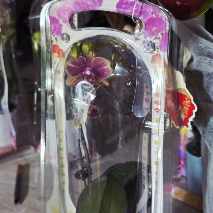 Орхидеи в праздничной упаковке