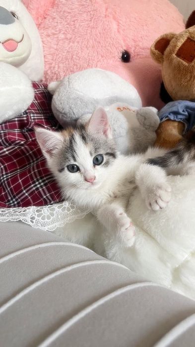 Отдам котенка бесплатно