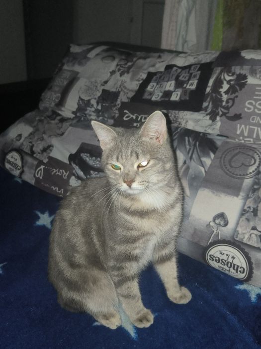 Кот домашний, приученный к лотку