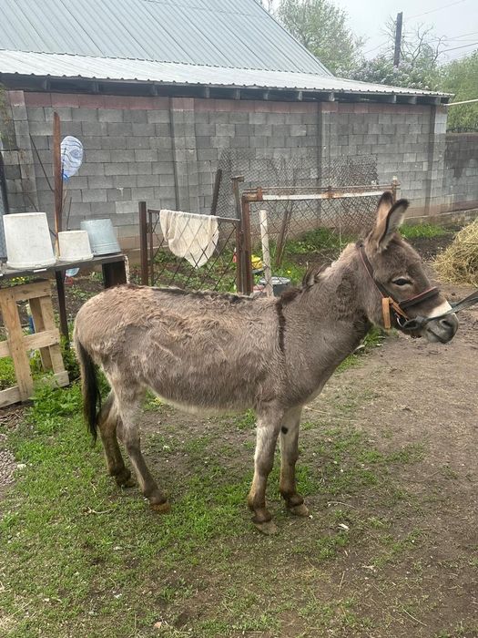 Продам   Ишака .