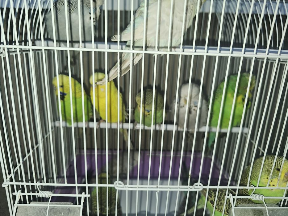 Vand pui si perusi standard