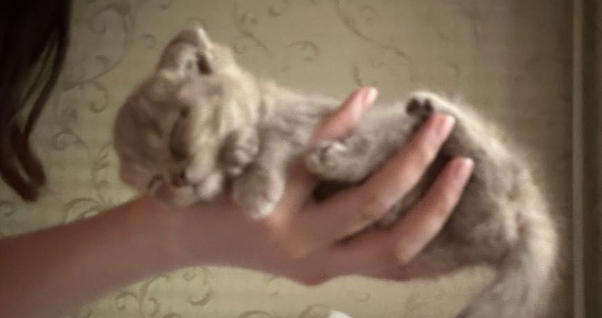 Котенок продается шотланка