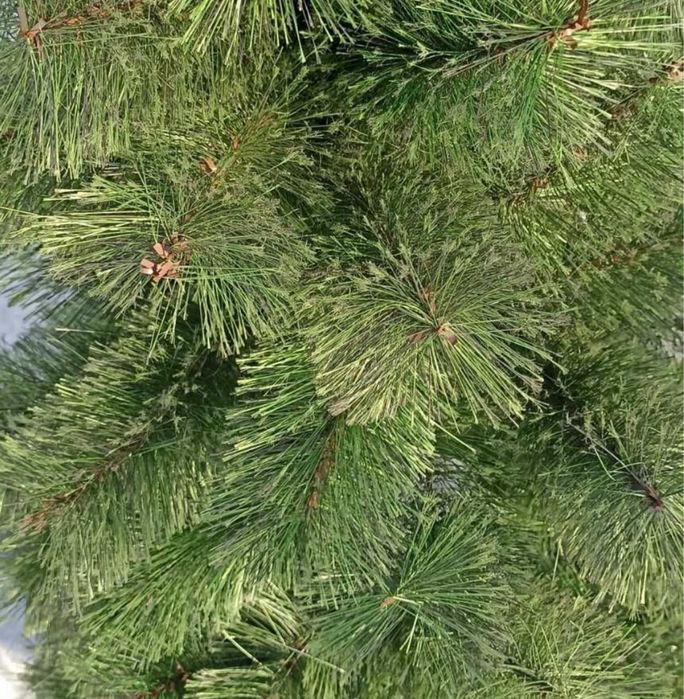 Ёлка бу минусы жоқ