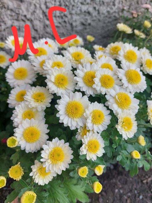 Хризантема мультифлора