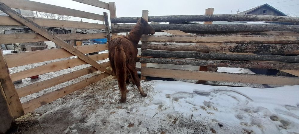 Продам жеребенка