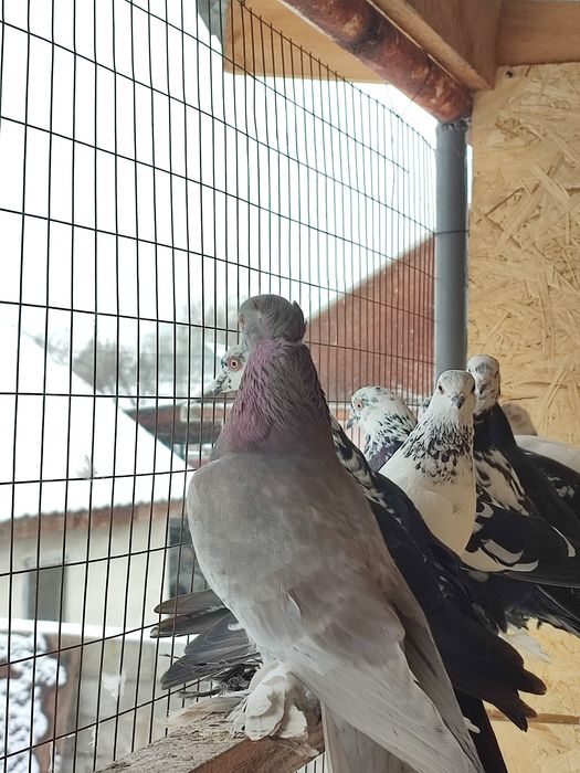 Голубь племенной