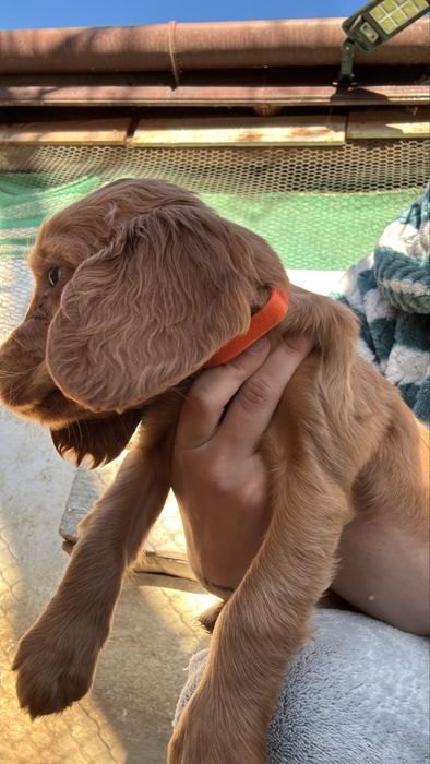 Femela cocker spaniel