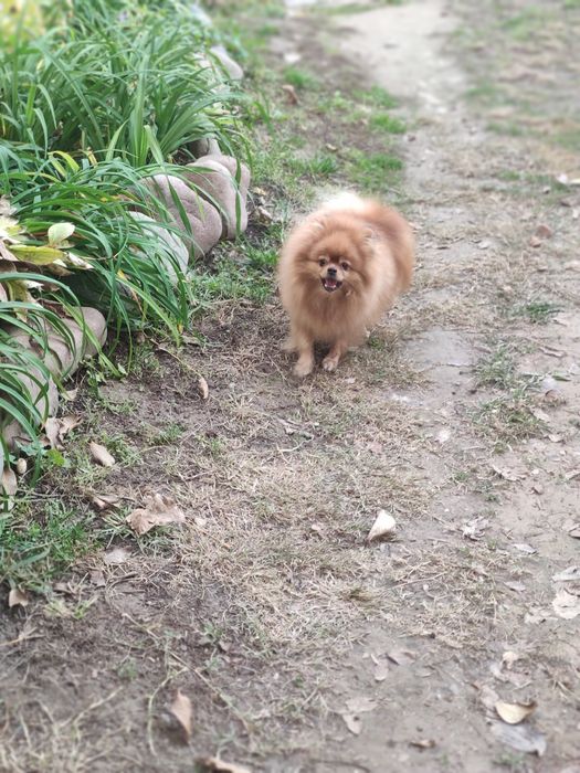 Вязка померанский шпиц