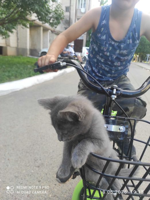 Котёнок в добрые руки