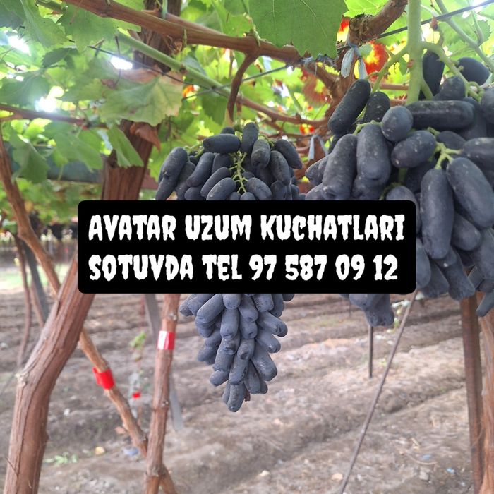 Biogumus, Pavloniya, kuchatlari,Avatar uzum kuchatlari sotuvda.