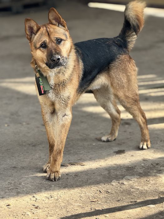 Ищем дом для молодого кабеля Алекса.