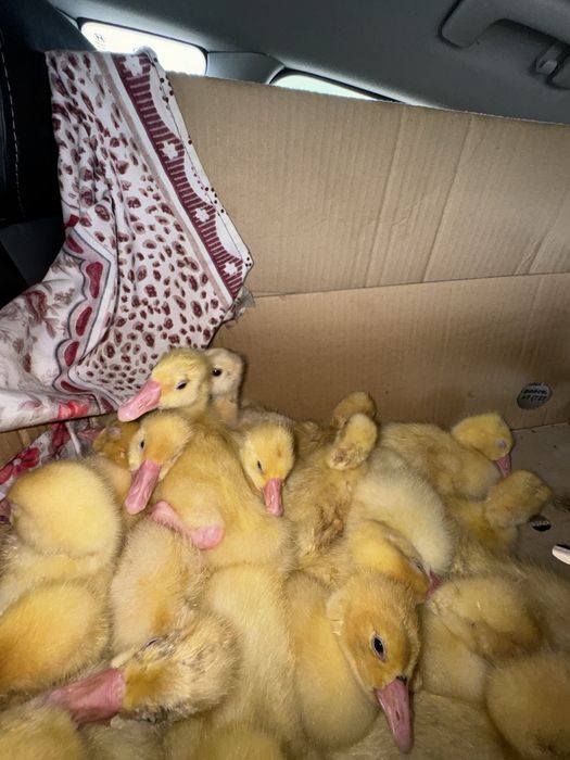 Чистый Белый линда