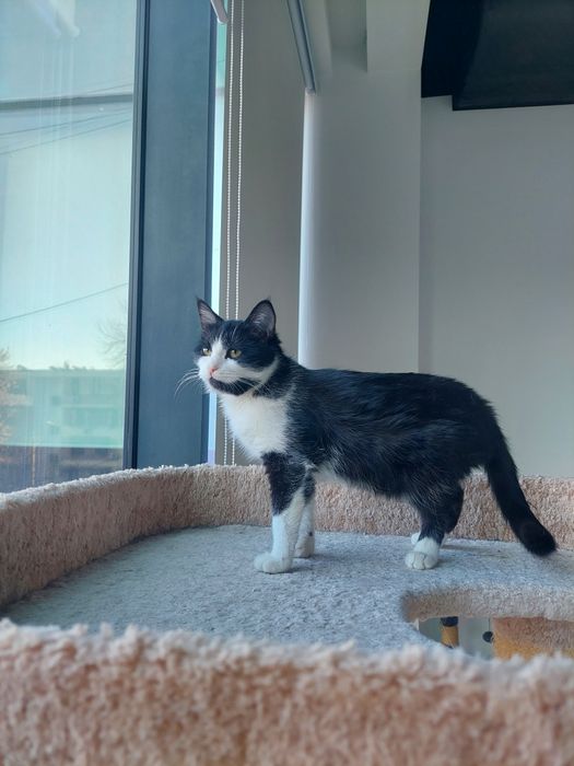 Котенок девочка Ташкент