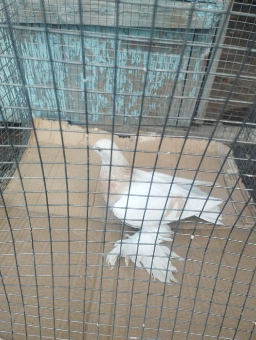 Продам самку 2025 года