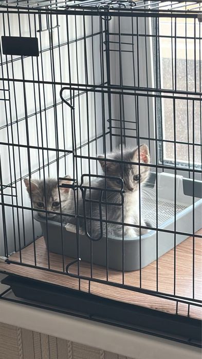 Отдам котят в добрые руки
