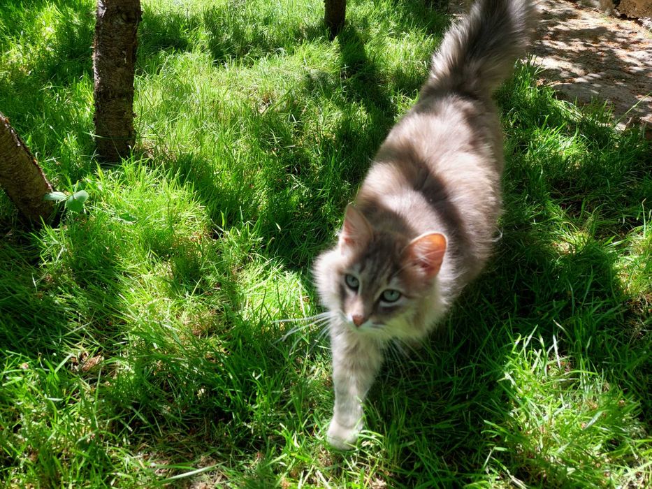 пушистая кошка 2 года