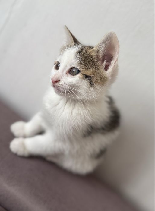 Бесплатно котята в добрые руки.