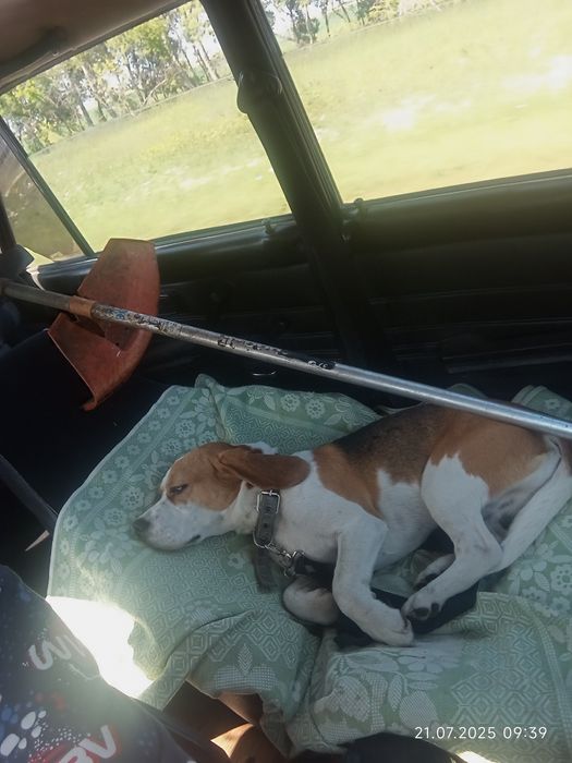 Собака бигль, договорная