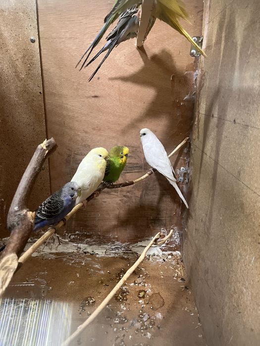 Волнистые попугай