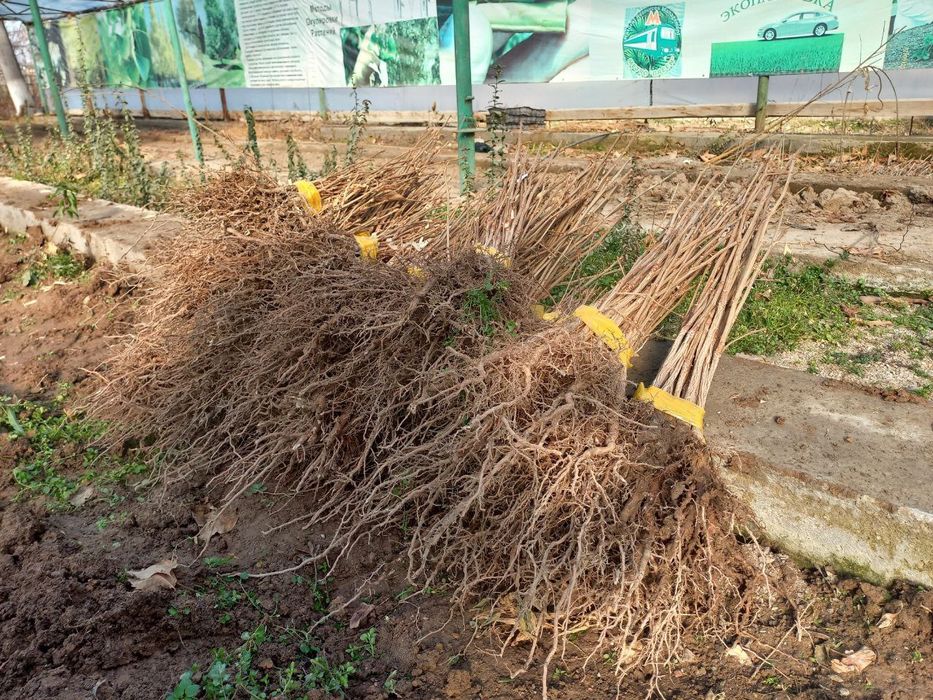 Гинкго ( Ginkgo biloba L.)