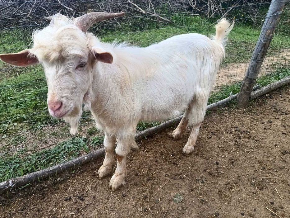 Țap alpin francez cu saneen 1 an