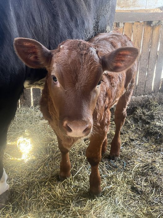 Vand vitica de 2luni jumate